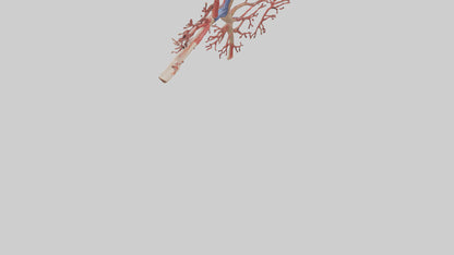 3D model Human Radial Artery Model VR / AR / low-poly