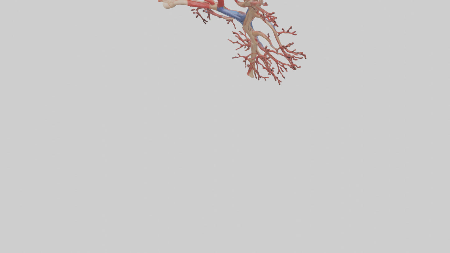 3D model Human Radial Artery Model VR / AR / low-poly