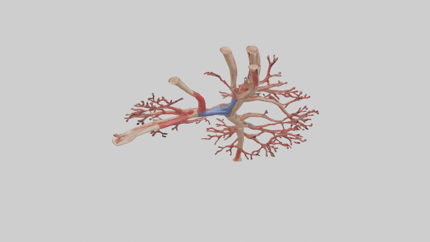 3D model Human Radial Artery Model VR / AR / low-poly