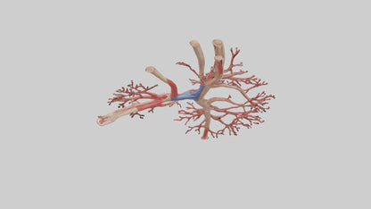 3D model Human Radial Artery Model VR / AR / low-poly