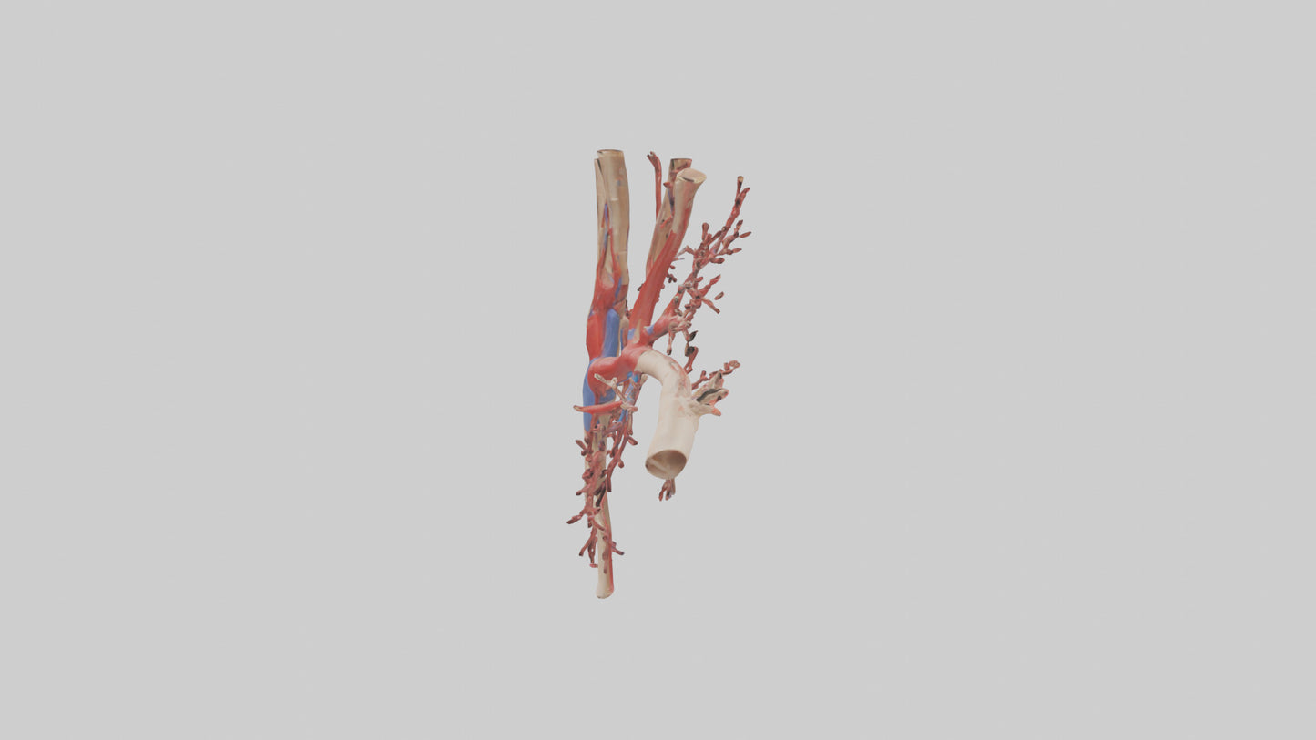 3D model Human Radial Artery Model VR / AR / low-poly