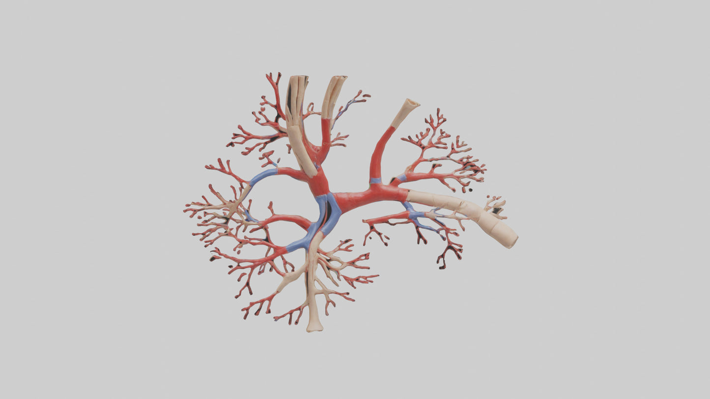 3D model Human Radial Artery Model VR / AR / low-poly