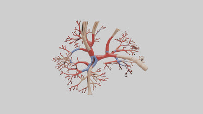 3D model Human Radial Artery Model VR / AR / low-poly