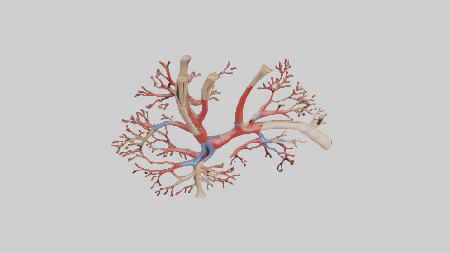 3D model Human Radial Artery Model VR / AR / low-poly