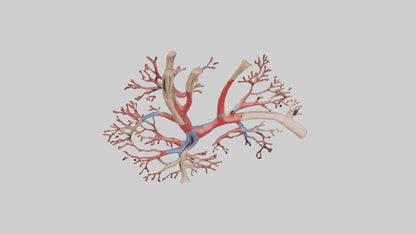 3D model Human Radial Artery Model VR / AR / low-poly