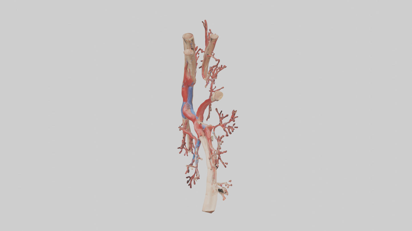 3D model Human Radial Artery Model VR / AR / low-poly