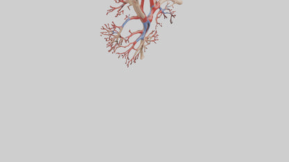 3D model Human Radial Artery Model VR / AR / low-poly