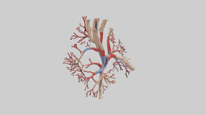 3D model Human Radial Artery Model VR / AR / low-poly
