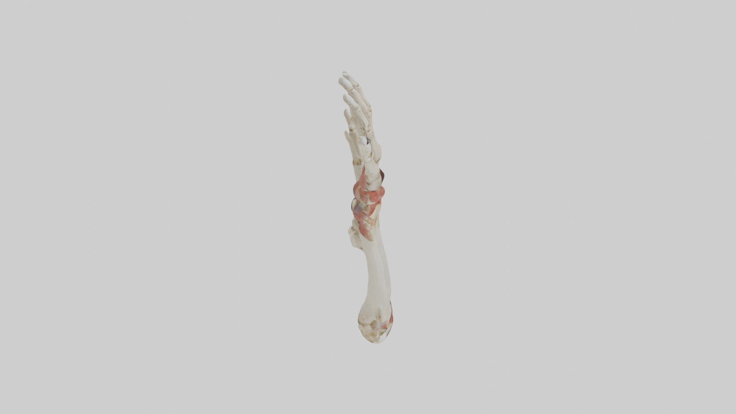 3D model Human Radius and Ulna Model 2 VR / AR / low-poly