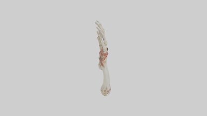 3D model Human Radius and Ulna Model 2 VR / AR / low-poly