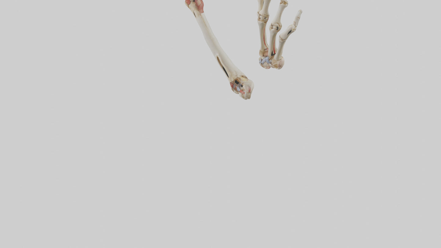 3D model Human Radius and Ulna Model 2 VR / AR / low-poly