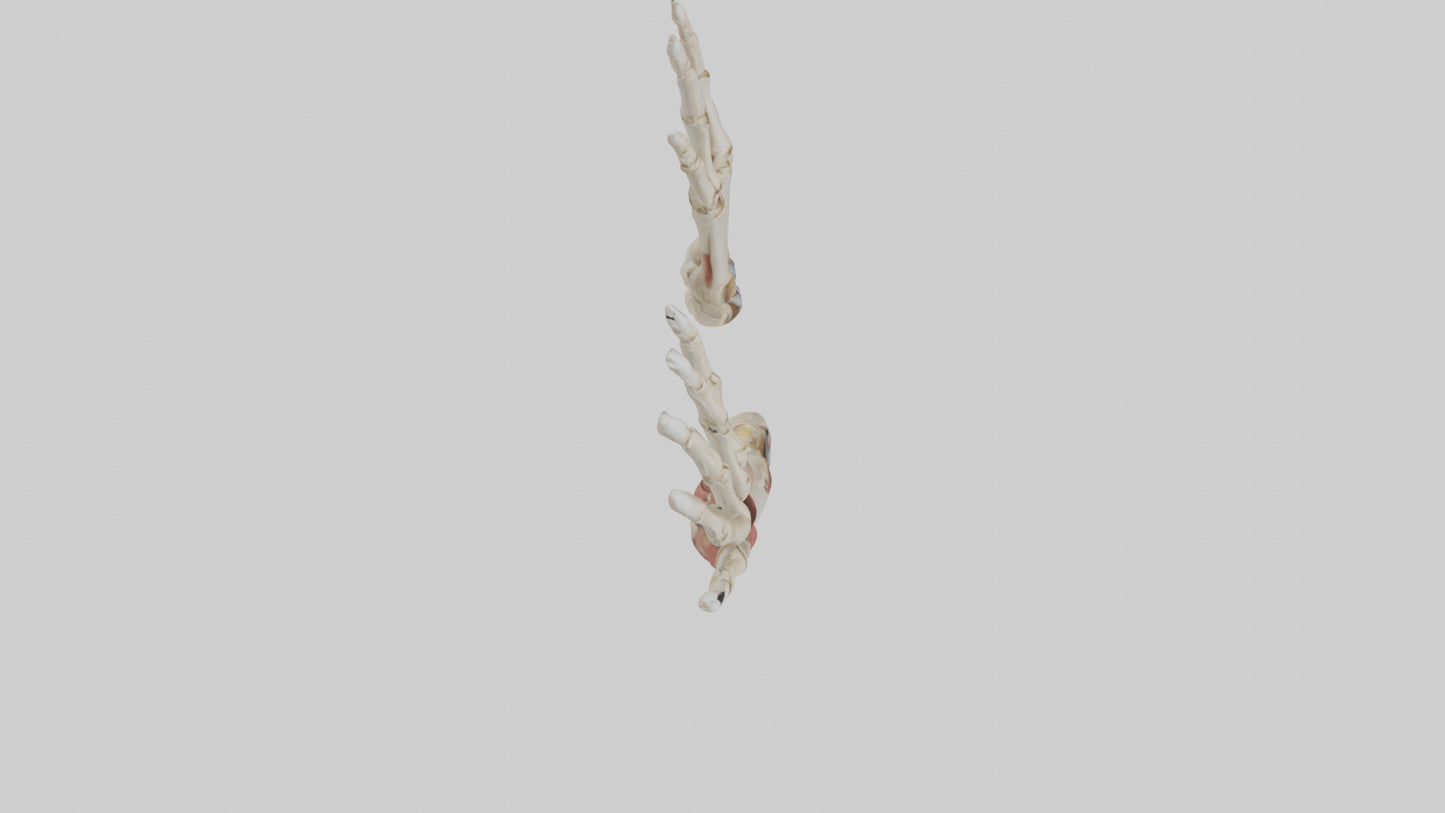 3D model Human Radius and Ulna Model 2 VR / AR / low-poly