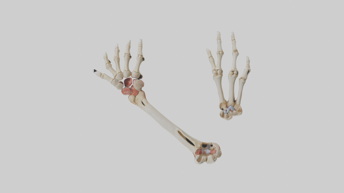 3D model Human Radius and Ulna Model 2 VR / AR / low-poly