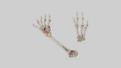 3D model Human Radius and Ulna Model 2 VR / AR / low-poly