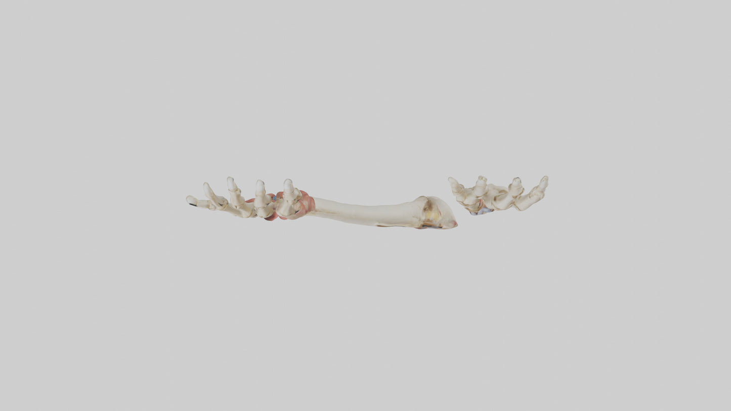 3D model Human Radius and Ulna Model 2 VR / AR / low-poly