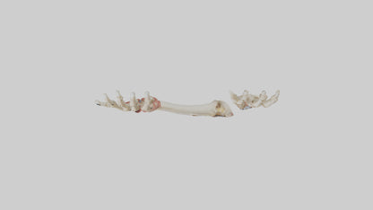 3D model Human Radius and Ulna Model 2 VR / AR / low-poly
