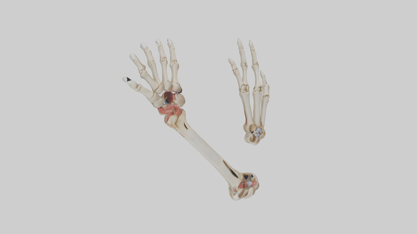 3D model Human Radius and Ulna Model 2 VR / AR / low-poly