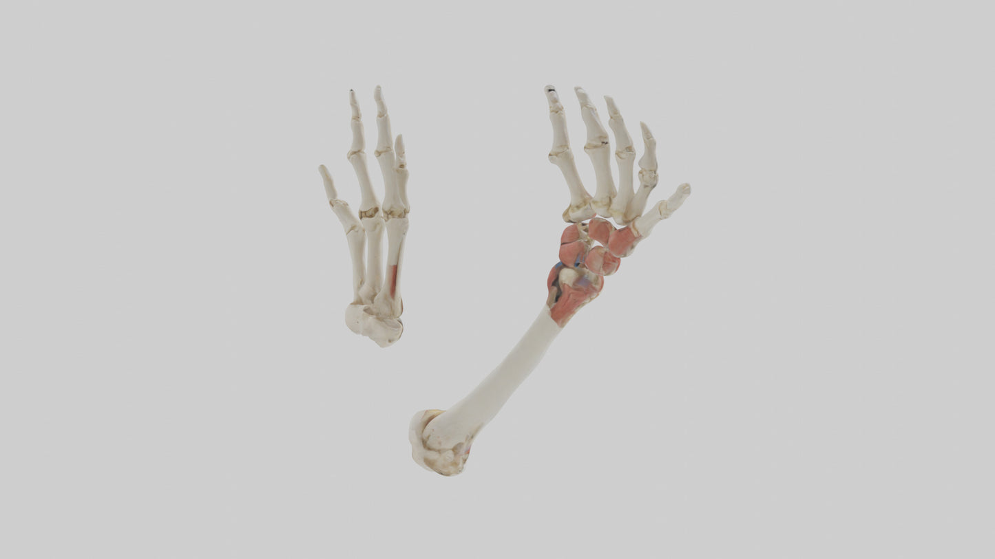 3D model Human Radius and Ulna Model 2 VR / AR / low-poly