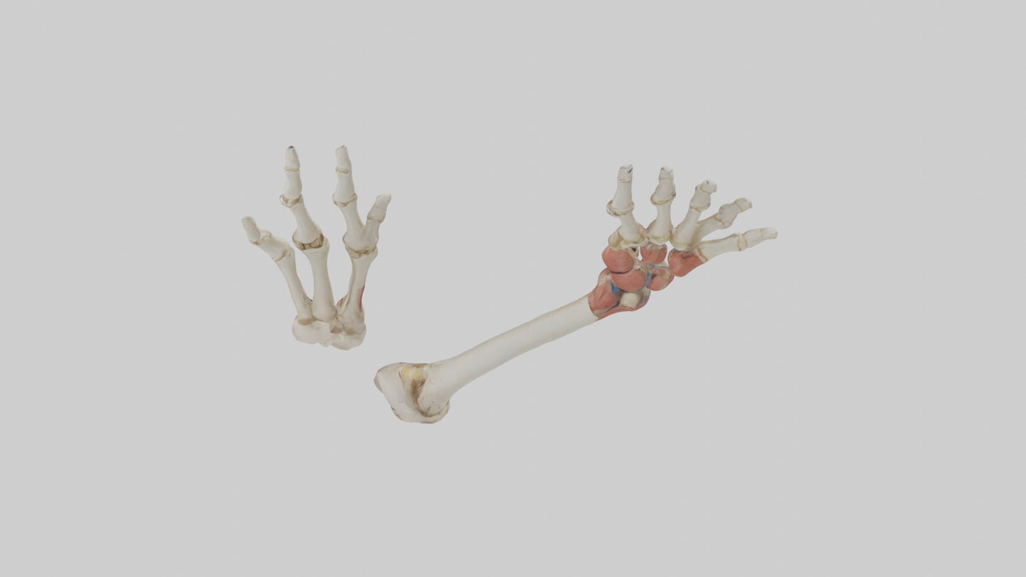 3D model Human Radius and Ulna Model 2 VR / AR / low-poly