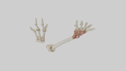 3D model Human Radius and Ulna Model 2 VR / AR / low-poly