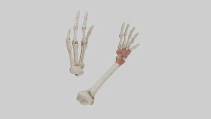 3D model Human Radius and Ulna Model 2 VR / AR / low-poly