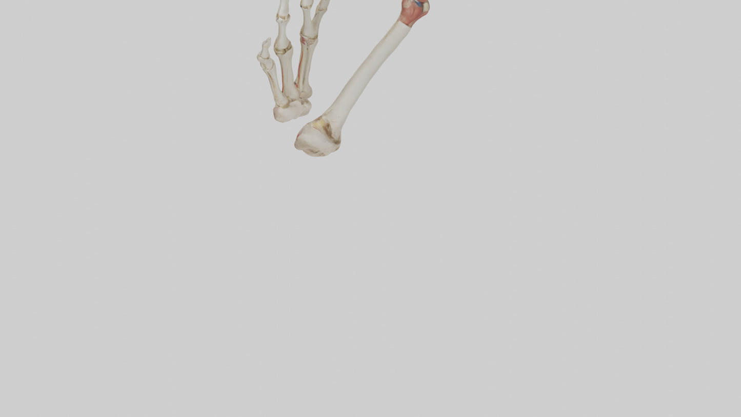 3D model Human Radius and Ulna Model 2 VR / AR / low-poly