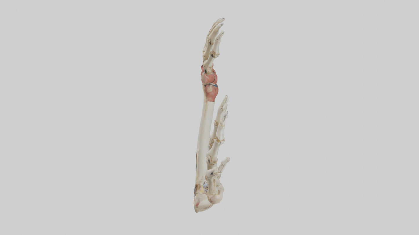 3D model Human Radius and Ulna Model 2 VR / AR / low-poly
