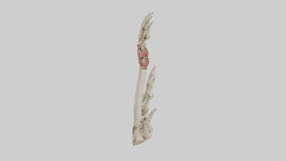 3D model Human Radius and Ulna Model 2 VR / AR / low-poly
