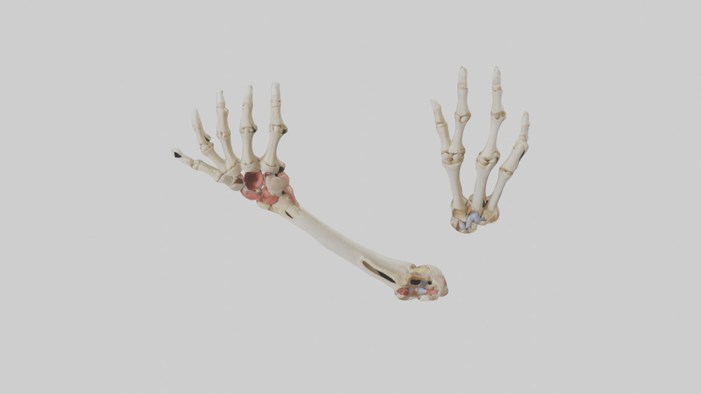 3D model Human Radius and Ulna Model 2 VR / AR / low-poly