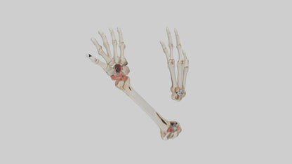 3D model Human Radius and Ulna Model 2 VR / AR / low-poly