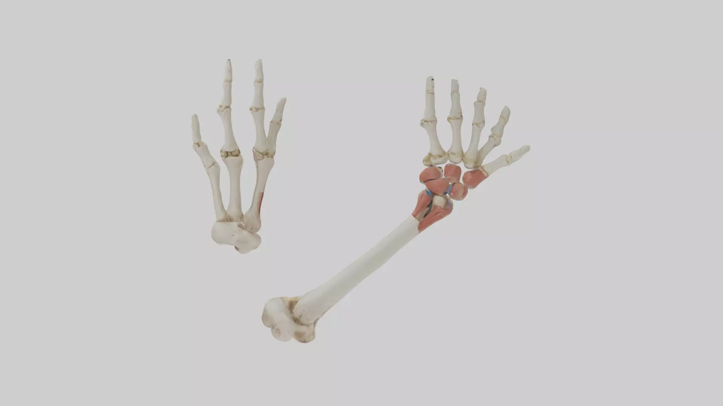 3D model Human Radius and Ulna Model 2 VR / AR / low-poly
