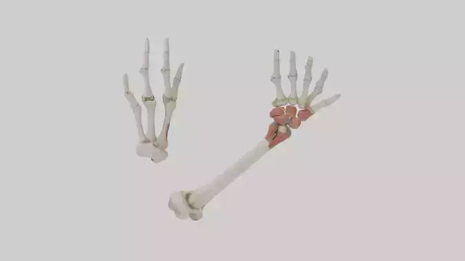 3D model Human Radius and Ulna Model 2 VR / AR / low-poly