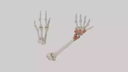 3D model Human Radius and Ulna Model 2 VR / AR / low-poly