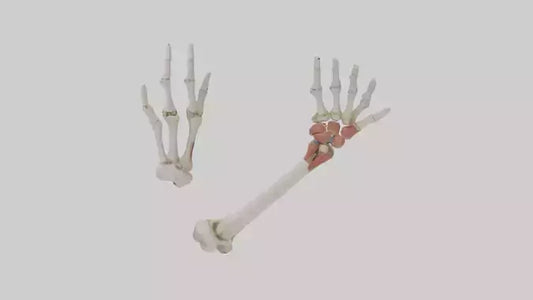 3D model Human Radius and Ulna Model 2 VR / AR / low-poly