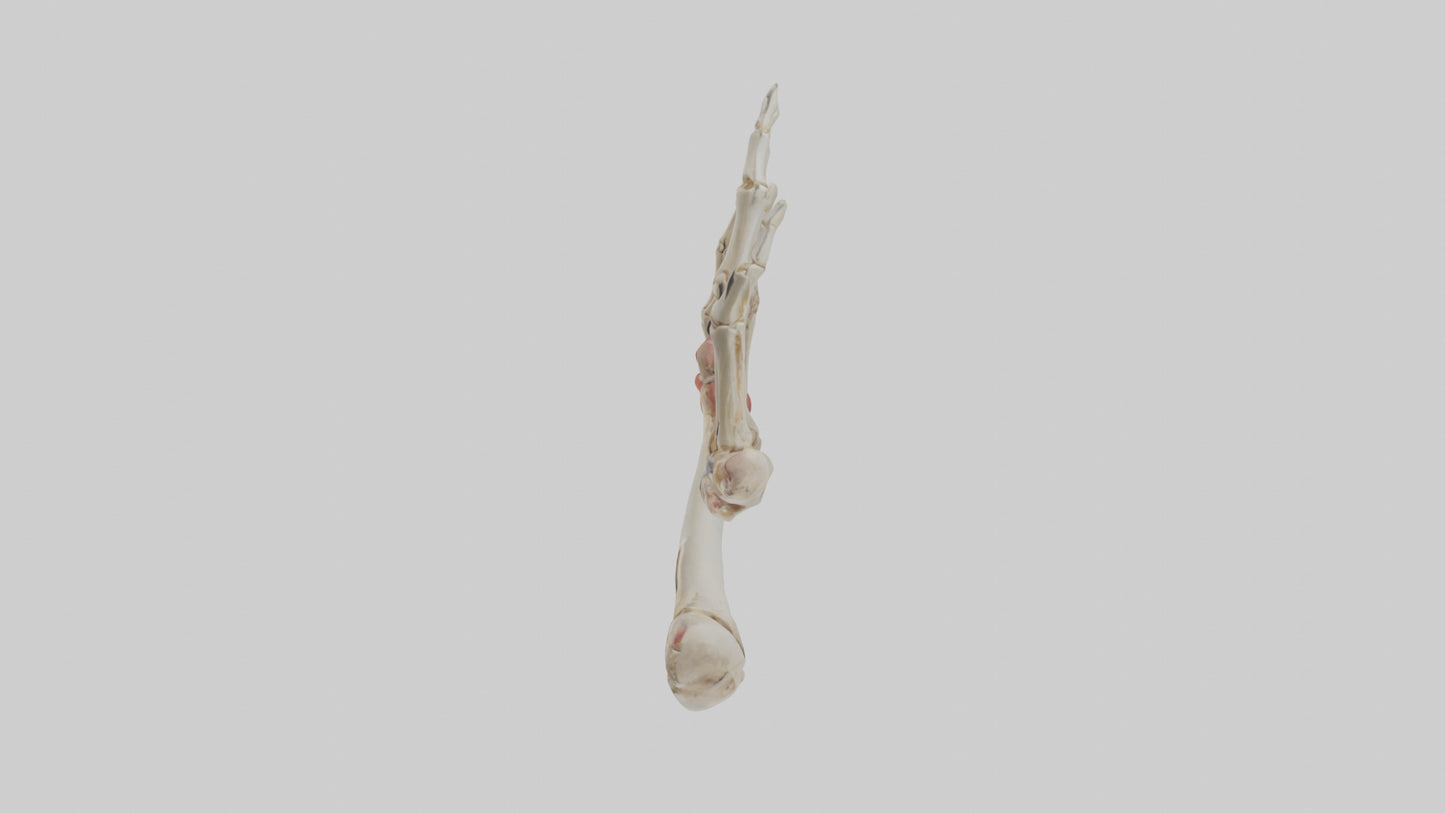 3D model Human Radius and Ulna Model 2 VR / AR / low-poly