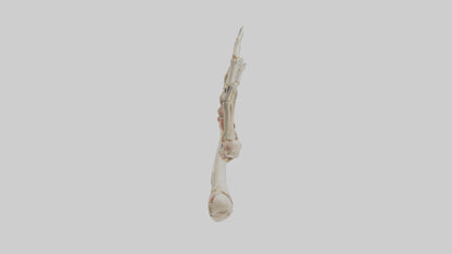 3D model Human Radius and Ulna Model 2 VR / AR / low-poly