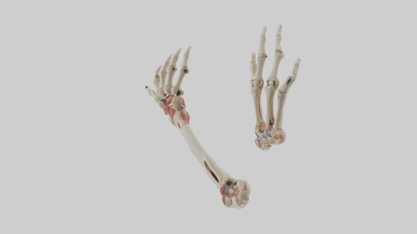 3D model Human Radius and Ulna Model 2 VR / AR / low-poly