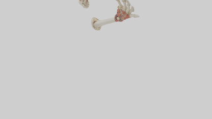 3D model Human Radius and Ulna Model 2 VR / AR / low-poly