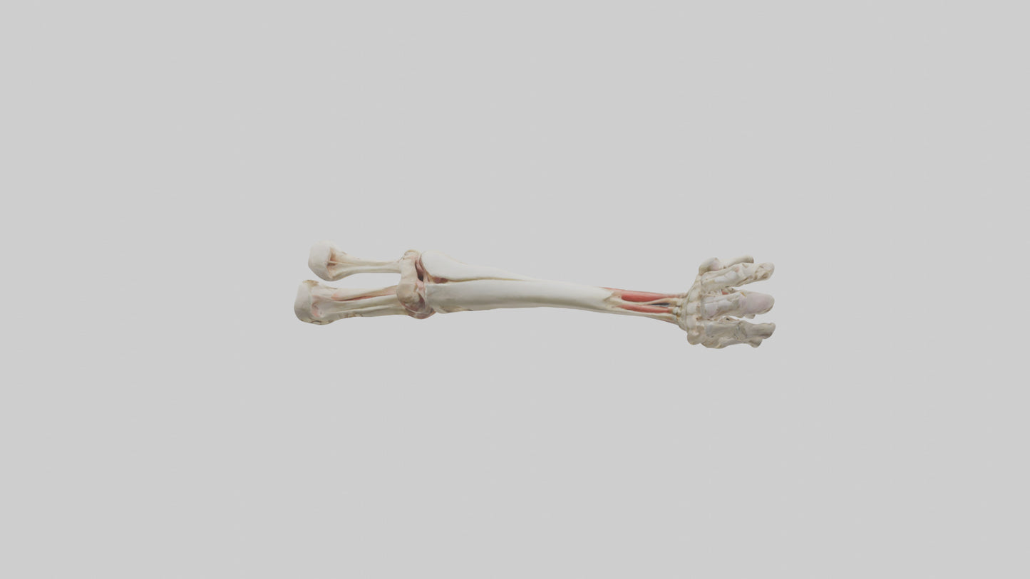 Human Radius and Ulna Model VR / AR / low-poly