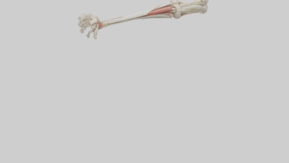 Human Radius and Ulna Model VR / AR / low-poly