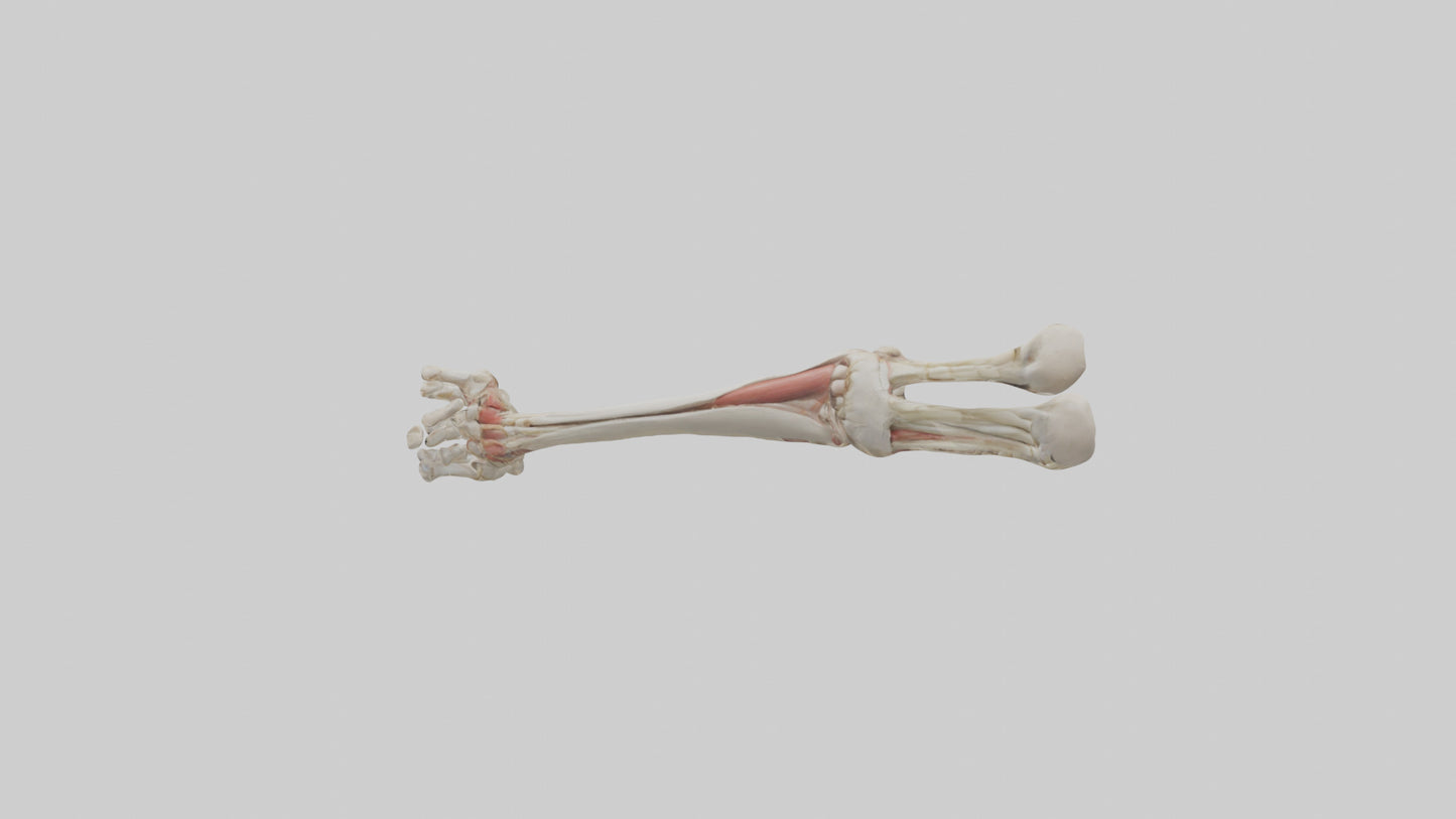 Human Radius and Ulna Model VR / AR / low-poly