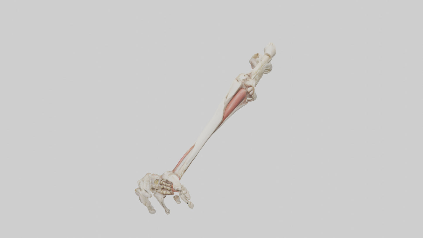 Human Radius and Ulna Model VR / AR / low-poly
