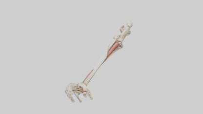 Human Radius and Ulna Model VR / AR / low-poly
