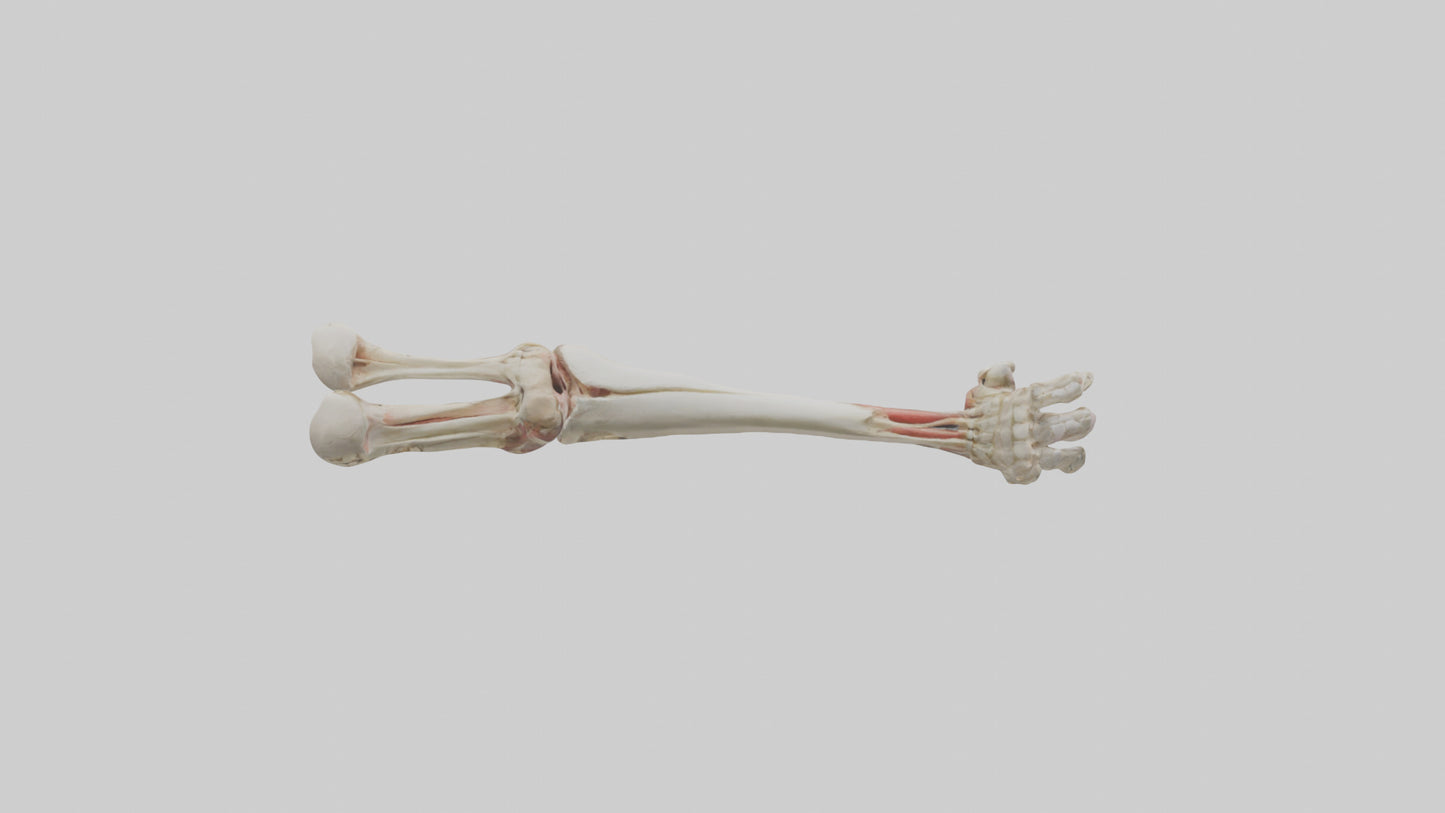 Human Radius and Ulna Model VR / AR / low-poly