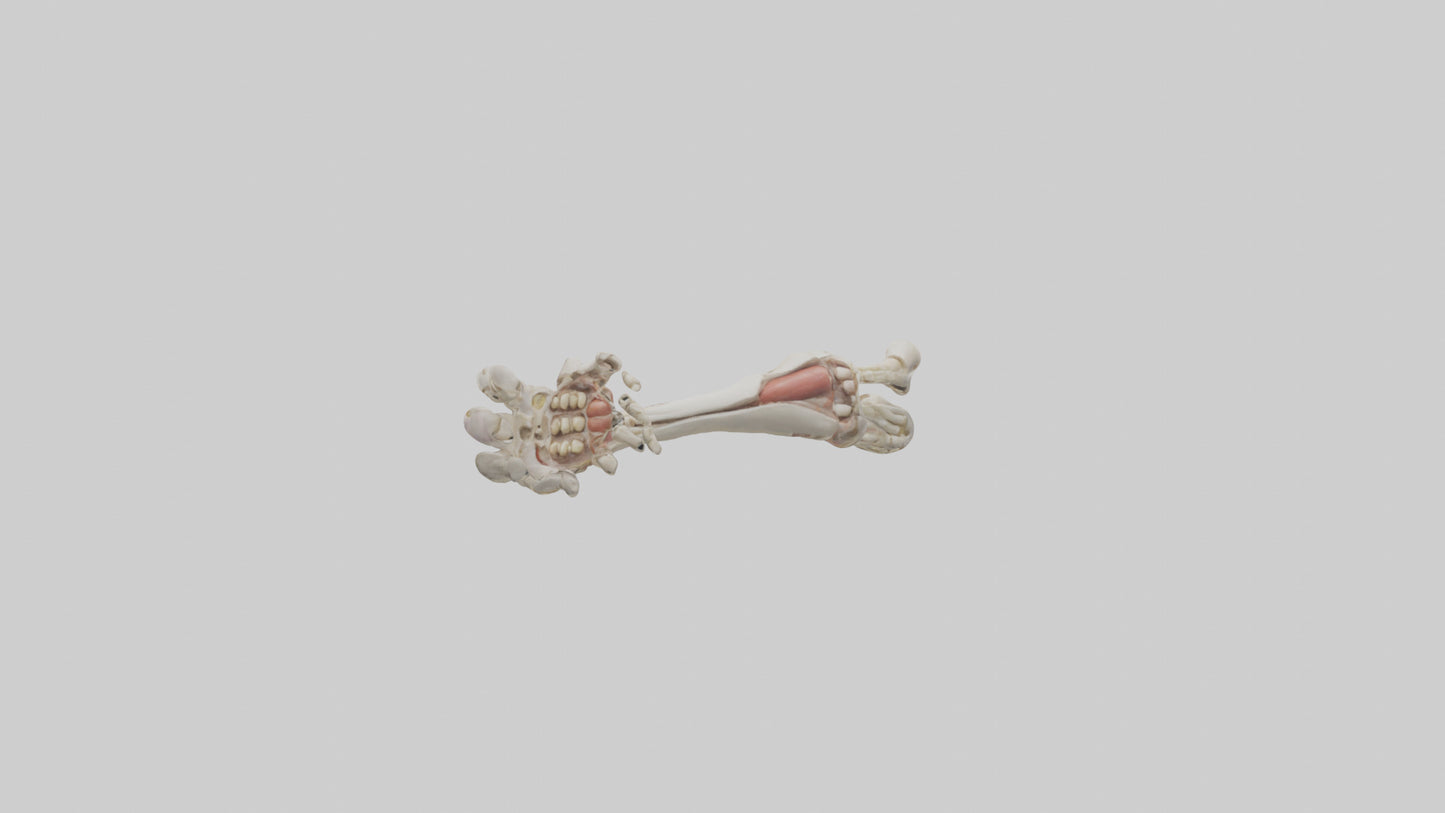 Human Radius and Ulna Model VR / AR / low-poly