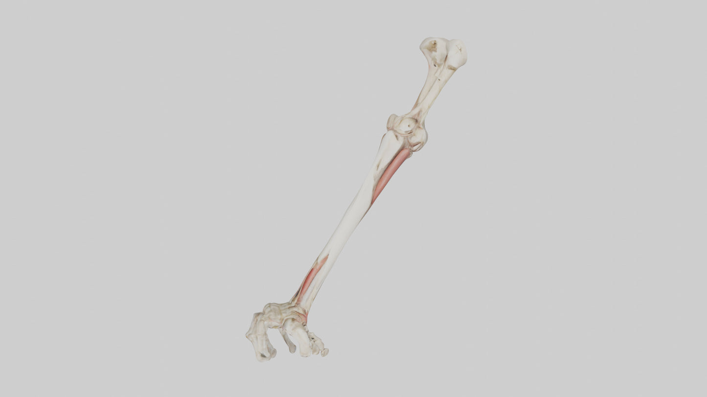 Human Radius and Ulna Model VR / AR / low-poly