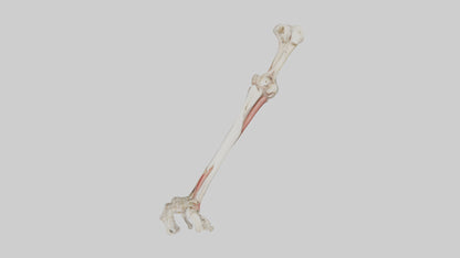 Human Radius and Ulna Model VR / AR / low-poly