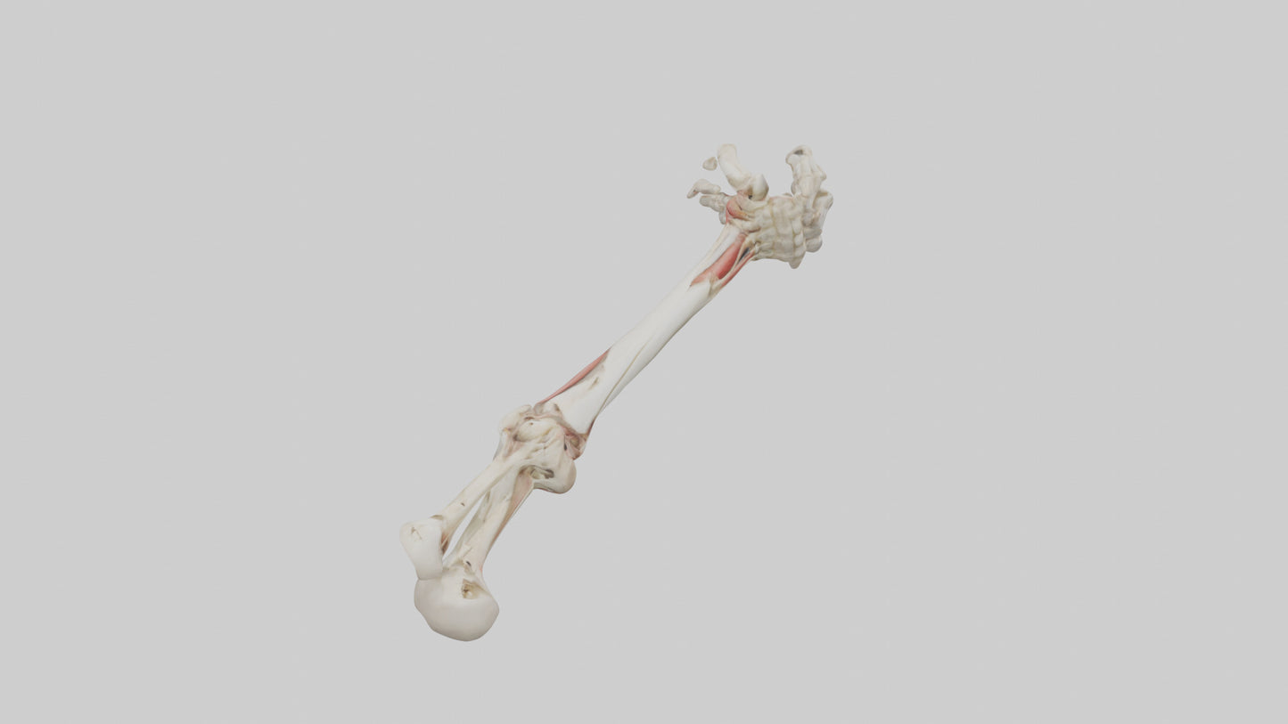 Human Radius and Ulna Model VR / AR / low-poly