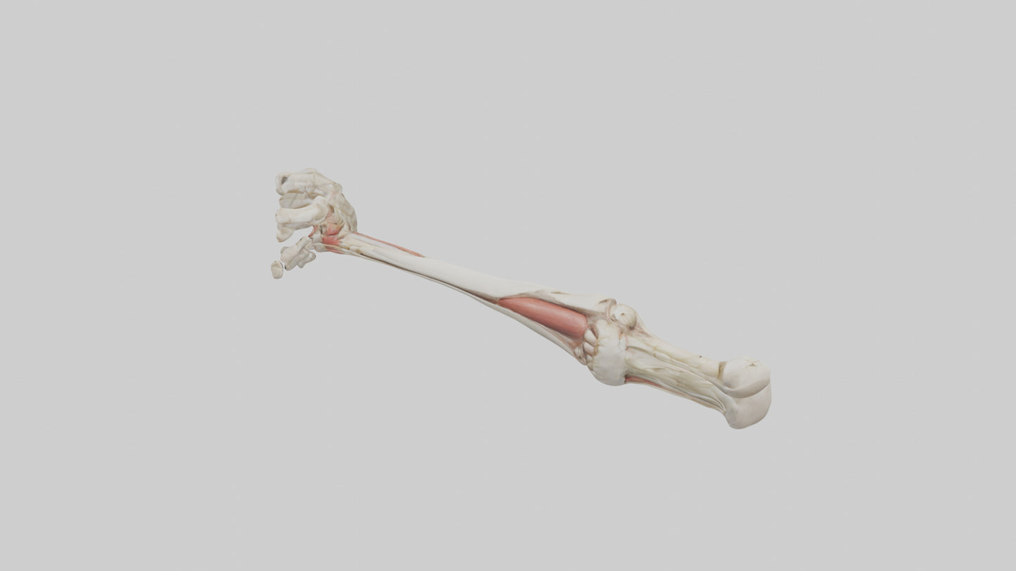 Human Radius and Ulna Model VR / AR / low-poly