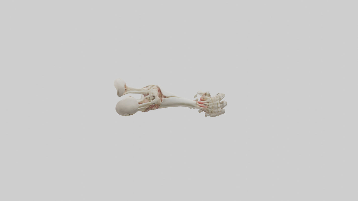 Human Radius and Ulna Model VR / AR / low-poly